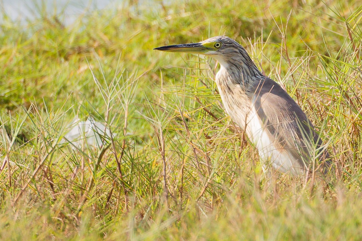 volavka vlasatá - ML645588332