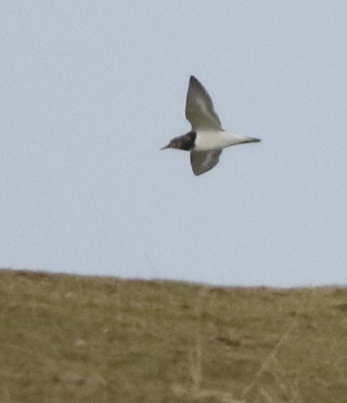 kamenáček pestrý - ML645588333