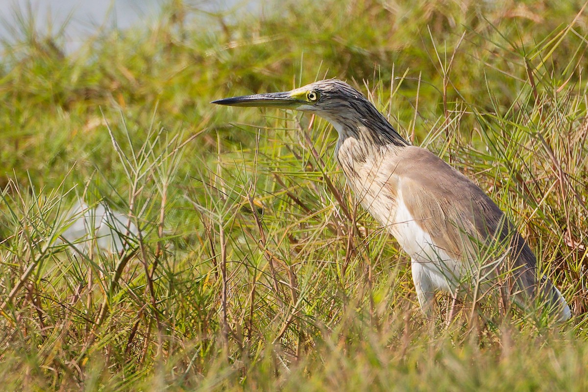 volavka vlasatá - ML645588334