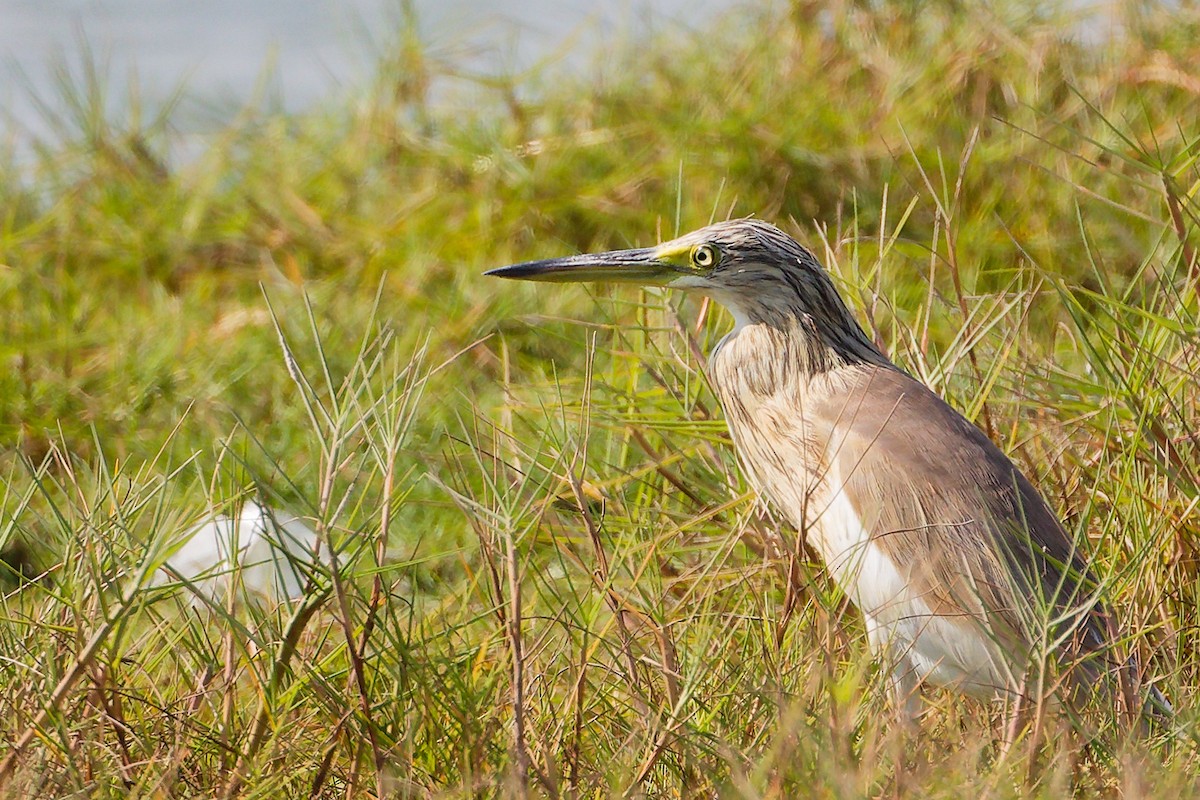 volavka vlasatá - ML645588336