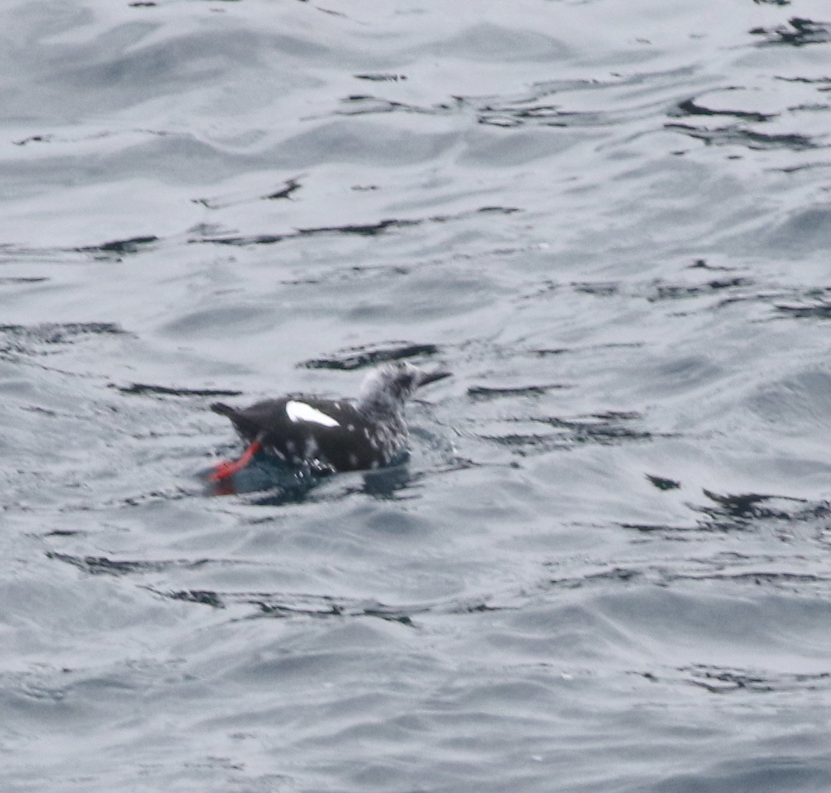 alkoun obecný - ML645588337