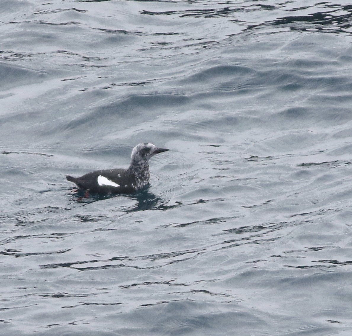 alkoun obecný - ML645588338