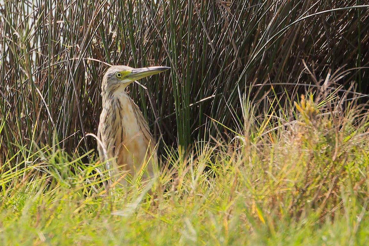 volavka vlasatá - ML645588339