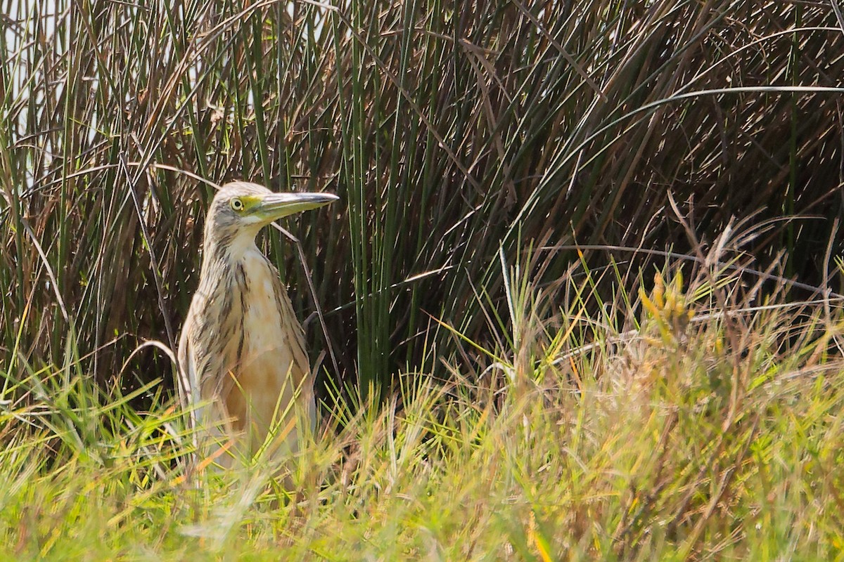 volavka vlasatá - ML645588340