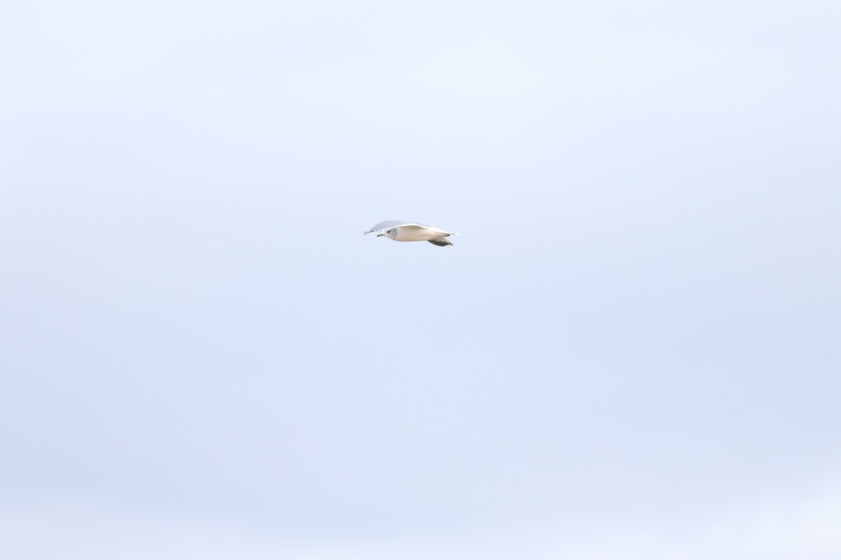 racek bouřní - ML645588343