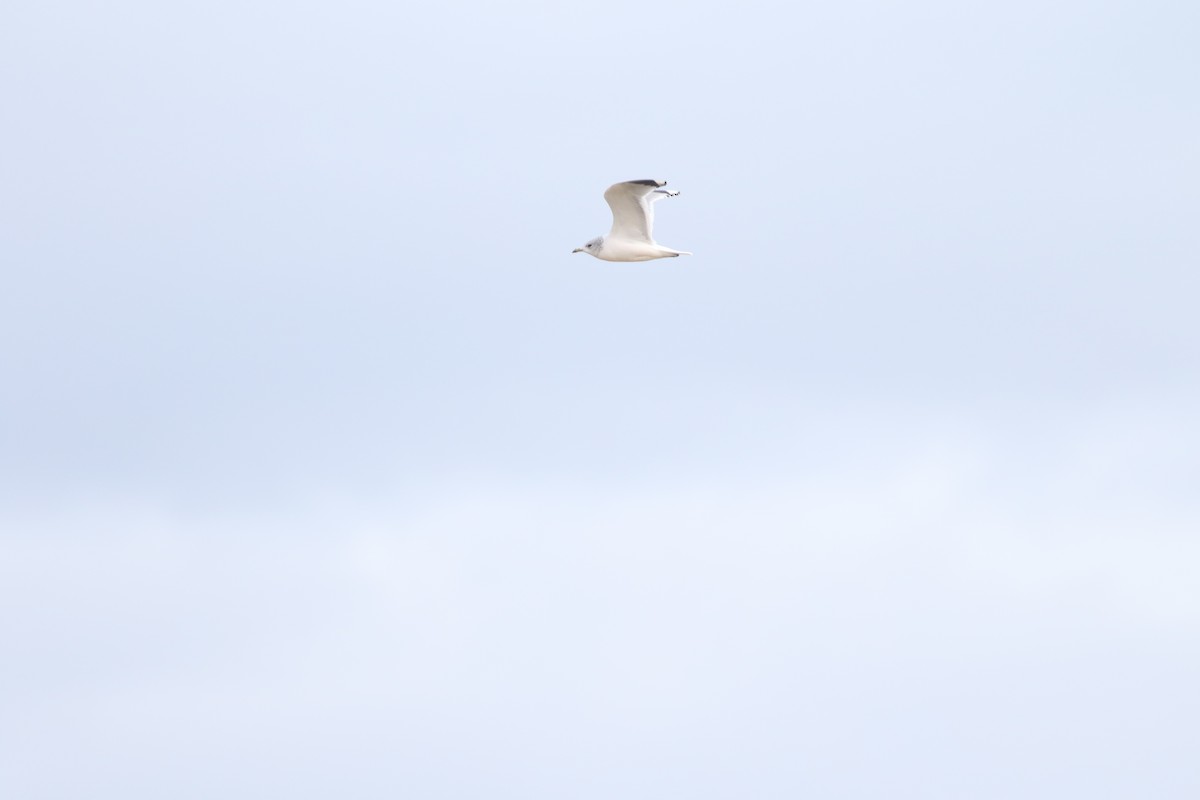 racek bouřní - ML645588344