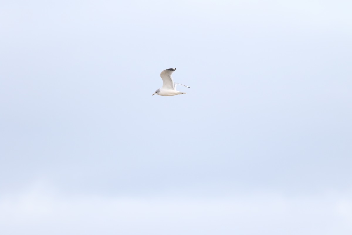 racek bouřní - ML645588345