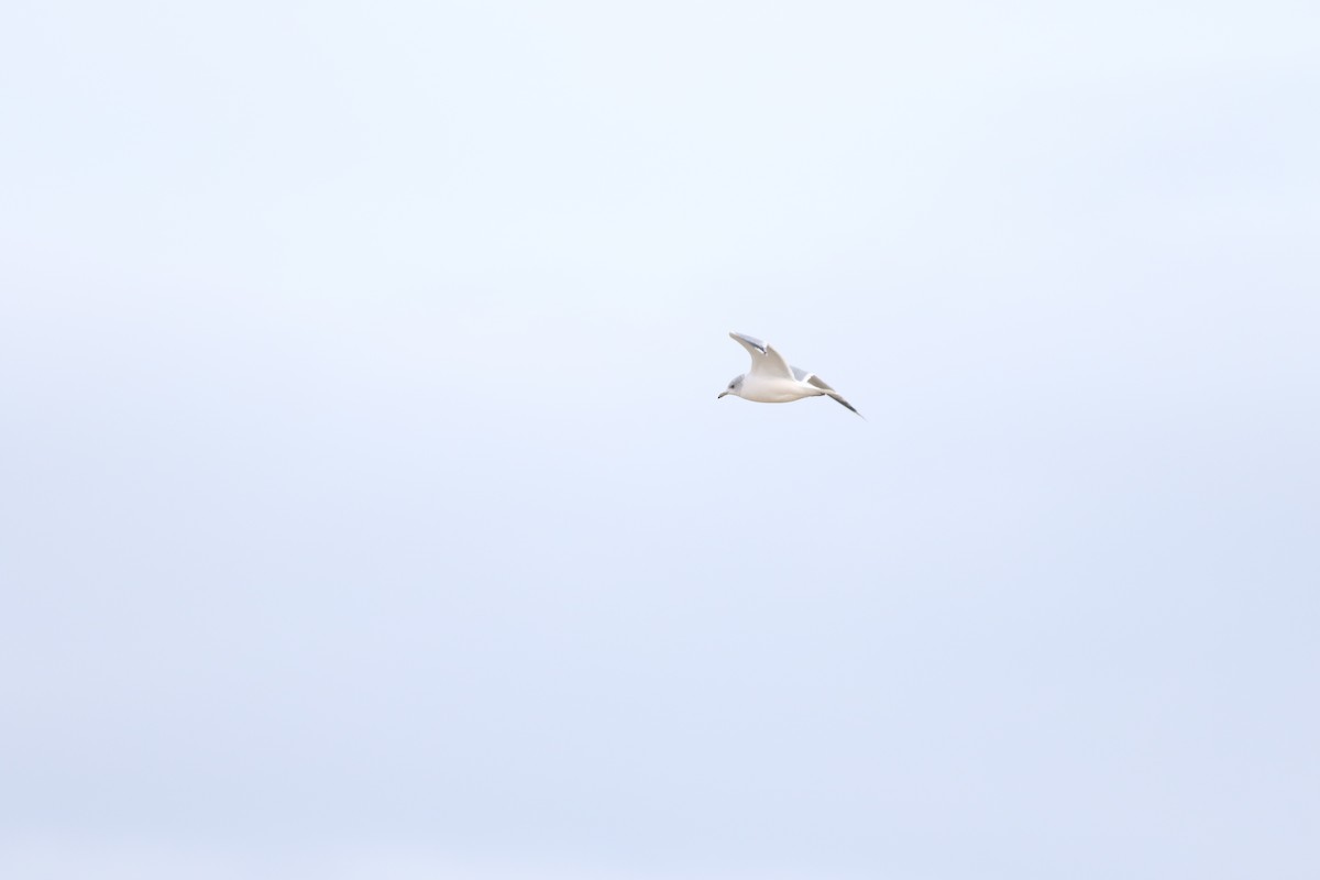 racek bouřní - ML645588346