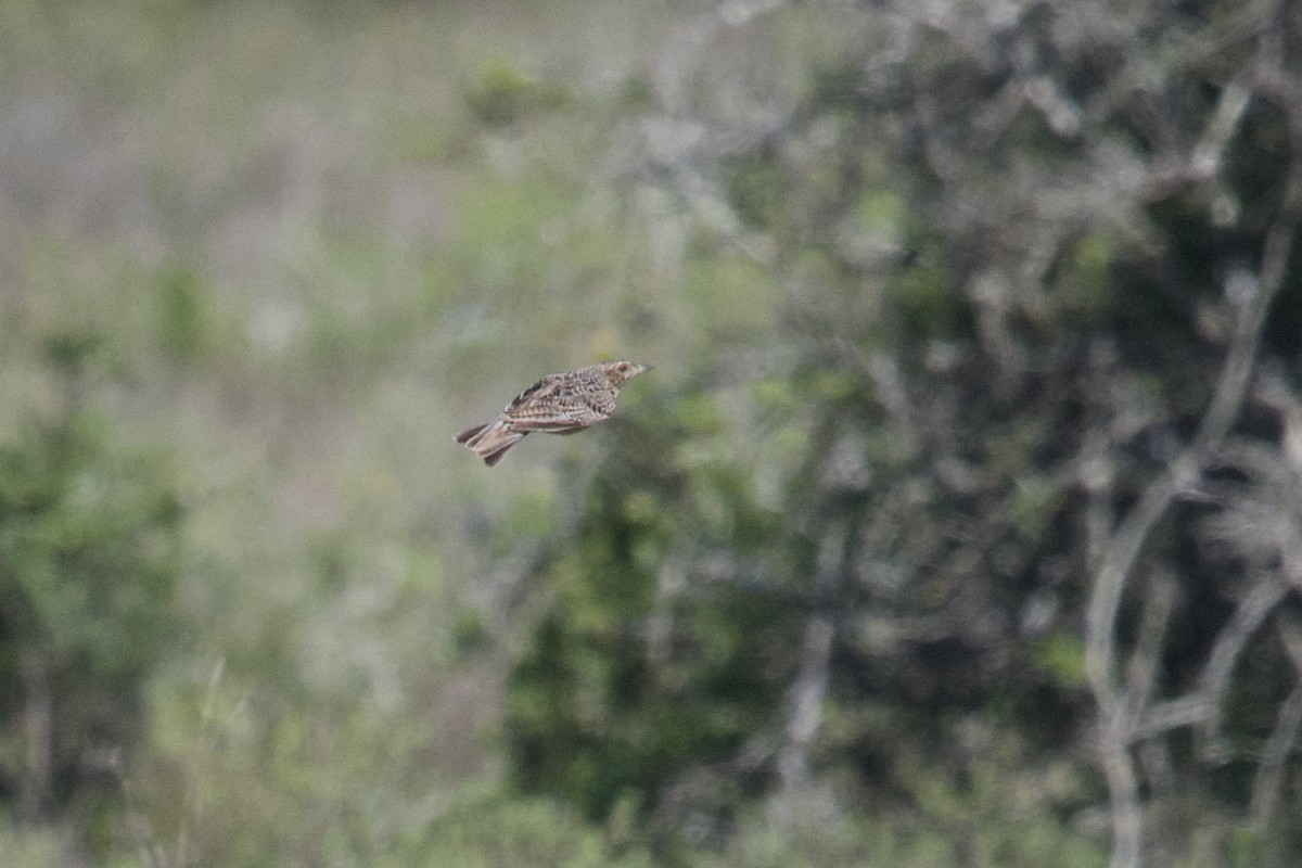 Cape Clapper Lark - ML645588347