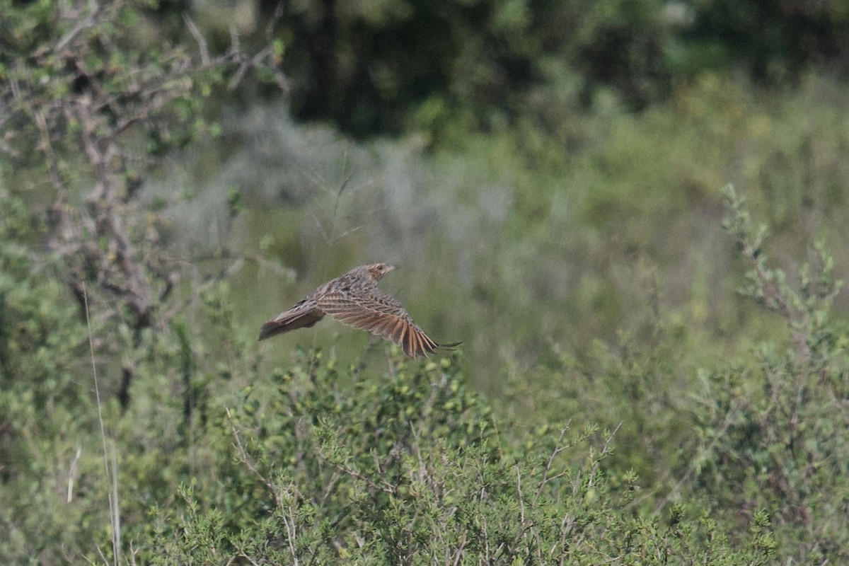 Cape Clapper Lark - ML645588348