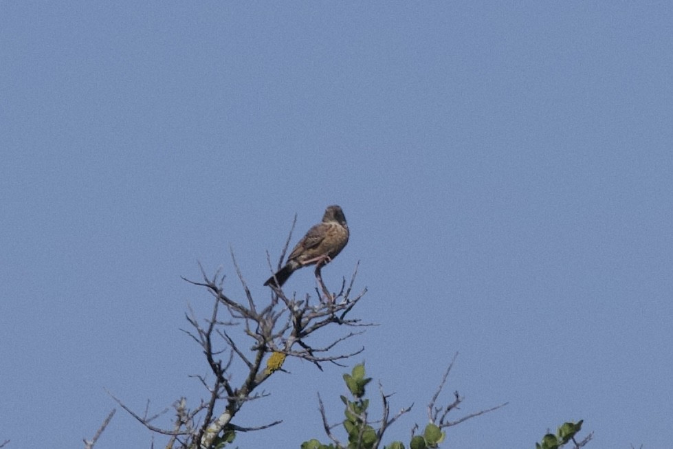 skřivan tleskavý - ML645588349