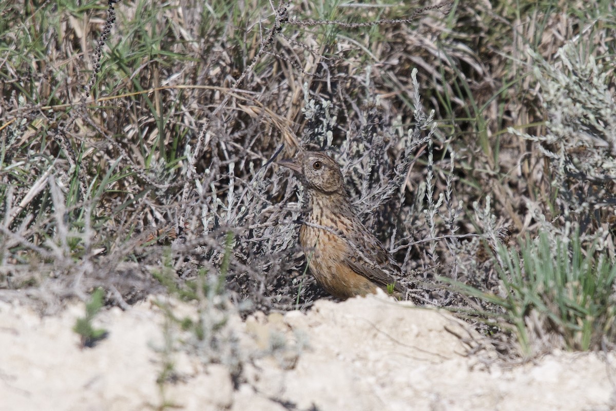 Cape Clapper Lark - ML645588350