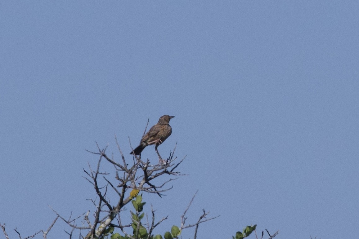 skřivan tleskavý - ML645588351