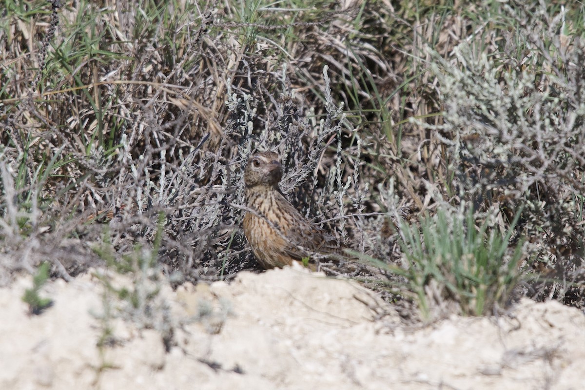 Cape Clapper Lark - ML645588354