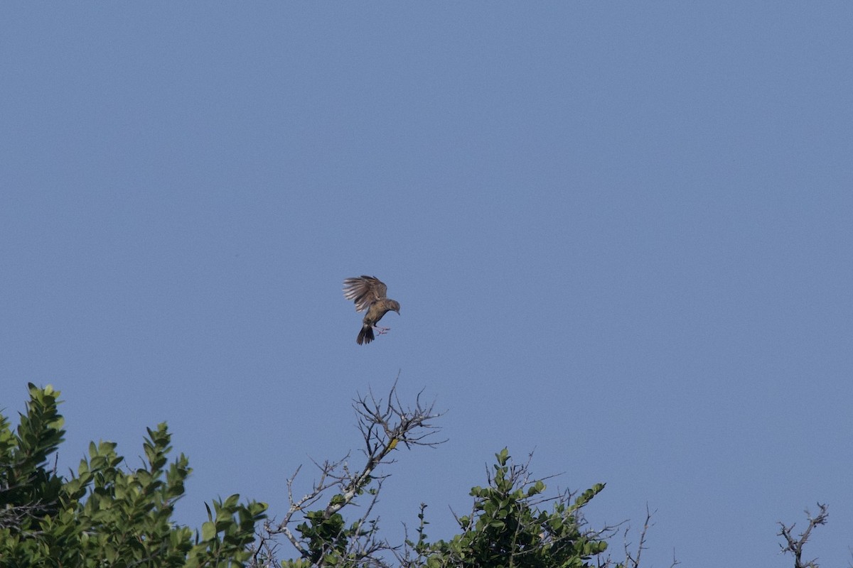 Cape Clapper Lark - ML645588355