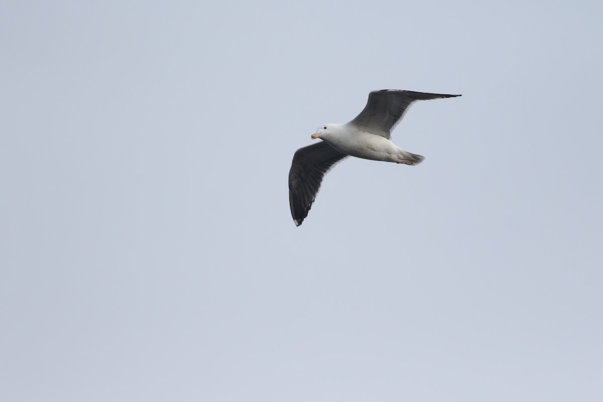 Great Black-backed Gull - ML645588365