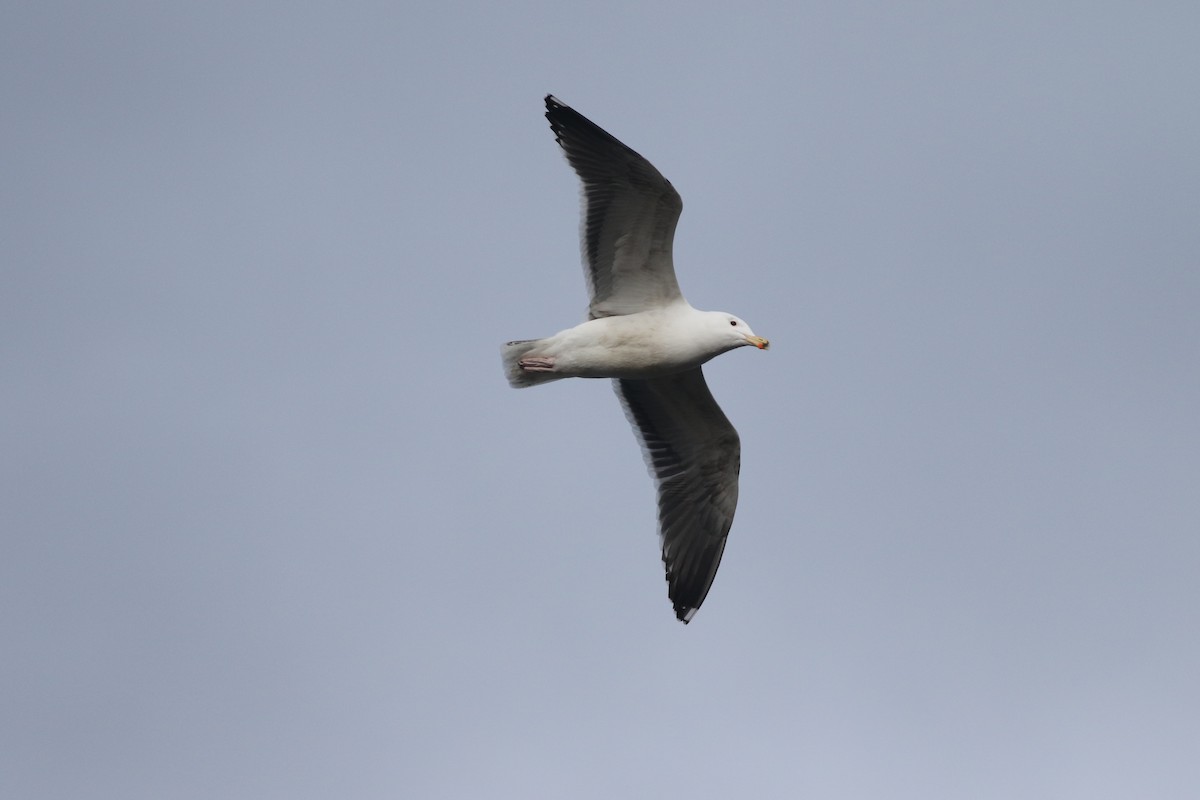 Great Black-backed Gull - ML645588369
