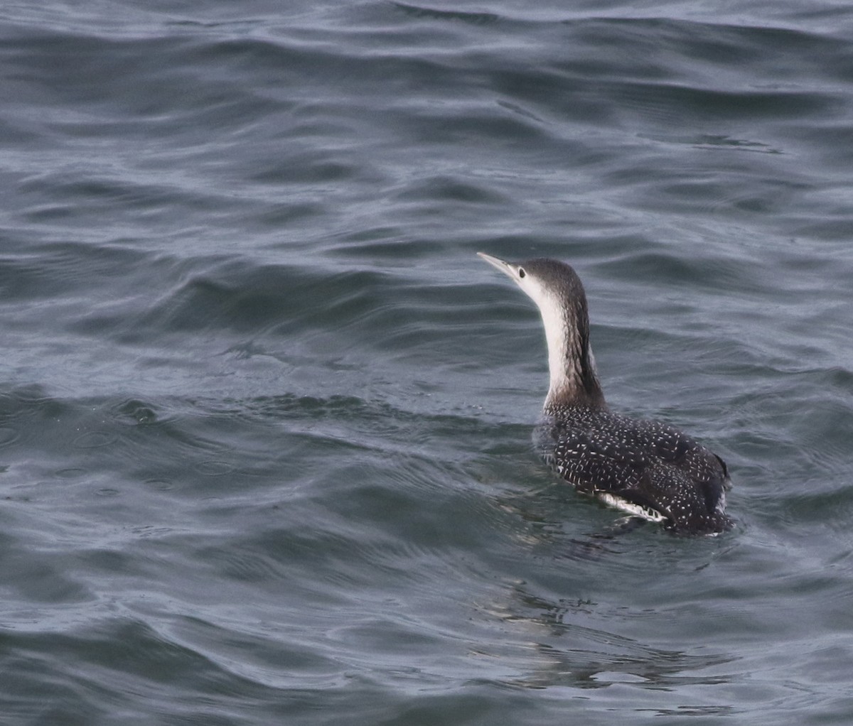 Red-throated Loon - ML645588371