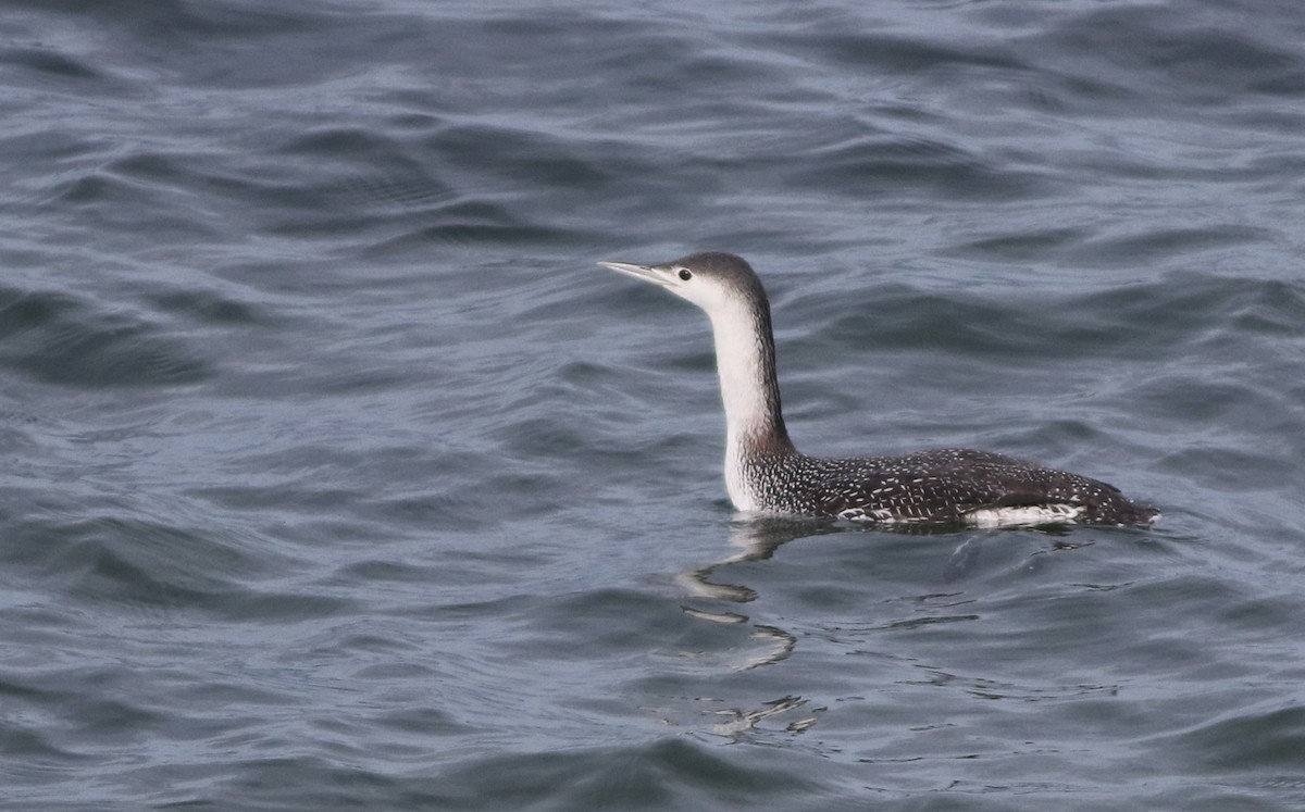 Red-throated Loon - ML645588372