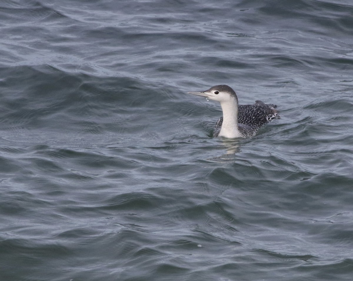 Red-throated Loon - ML645588373