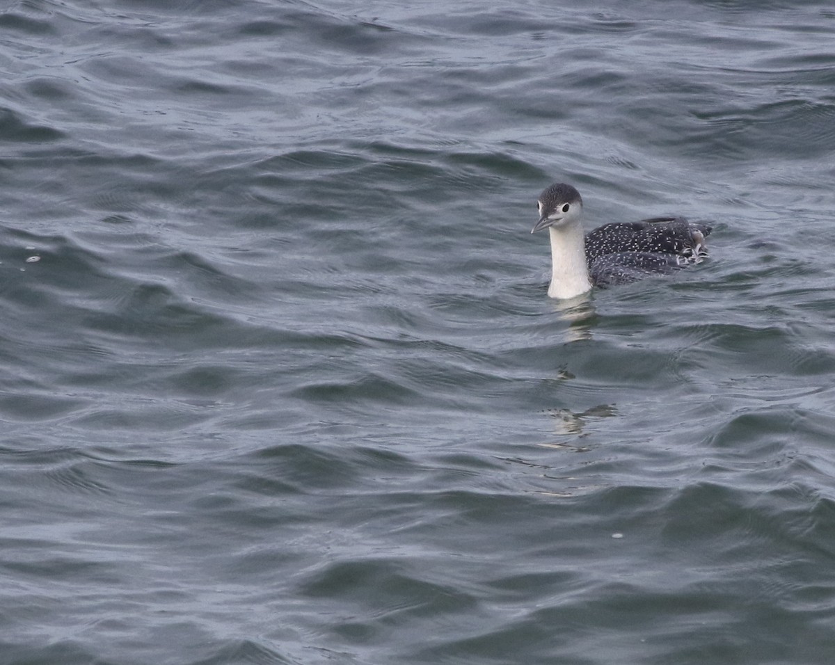 Red-throated Loon - ML645588374