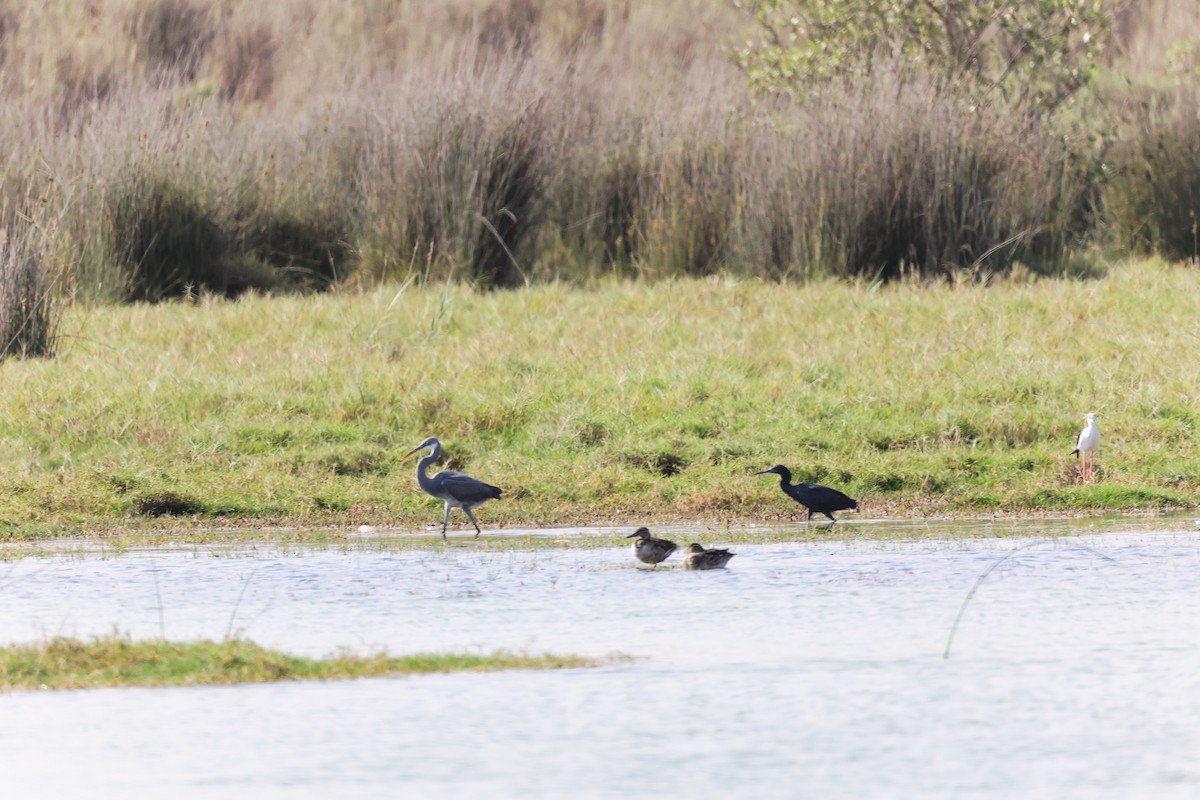 Black Heron - ML645588375