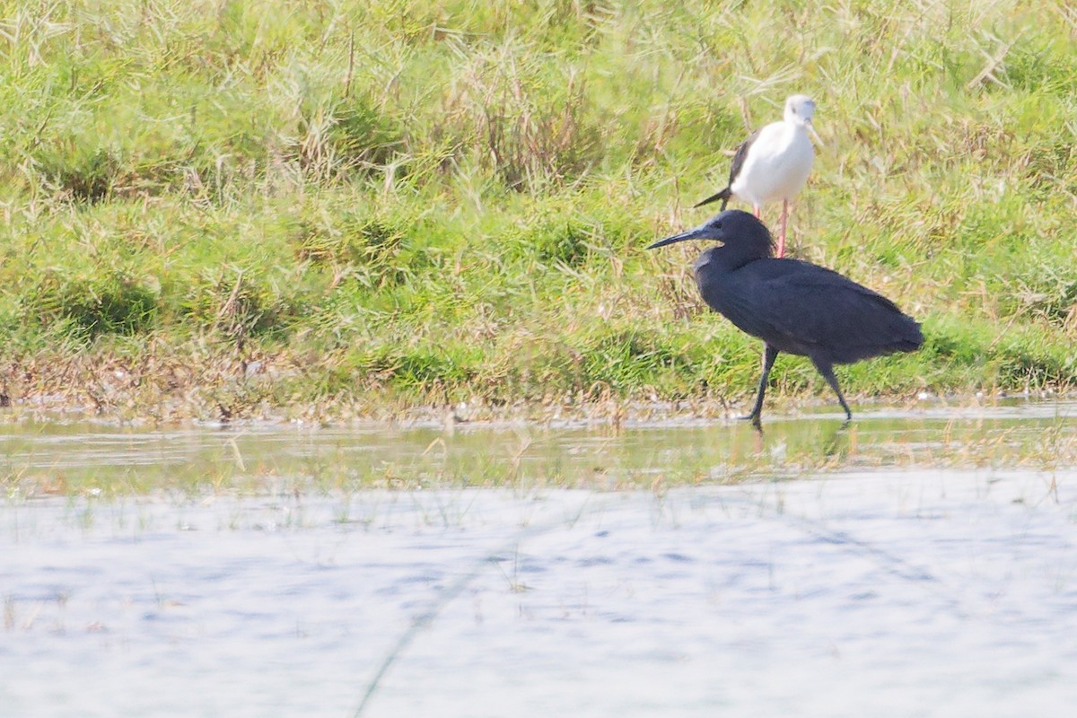 Black Heron - ML645588376