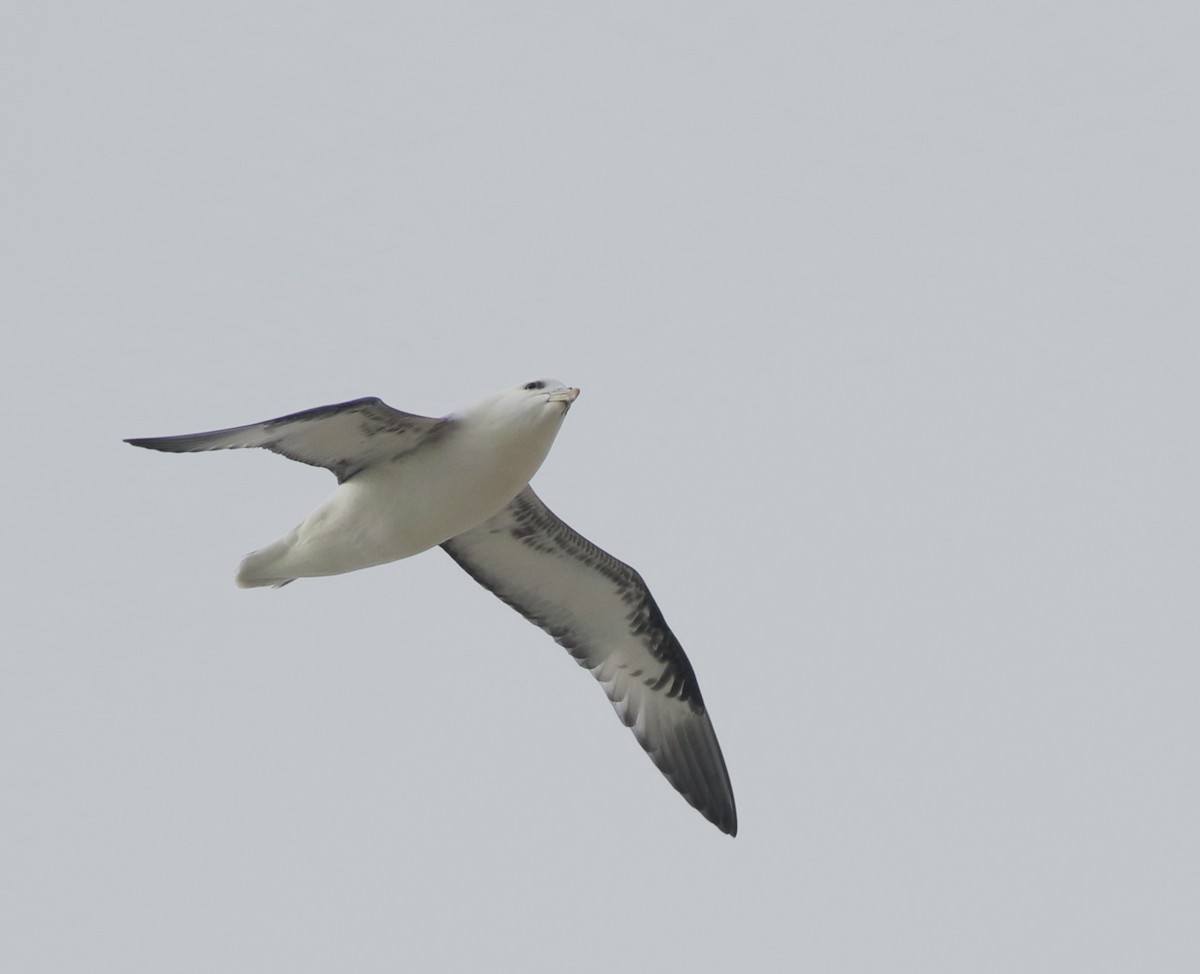 Northern Fulmar - ML645588377