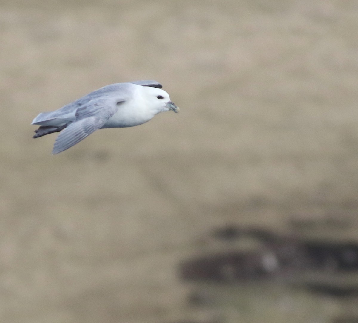 Northern Fulmar - ML645588378