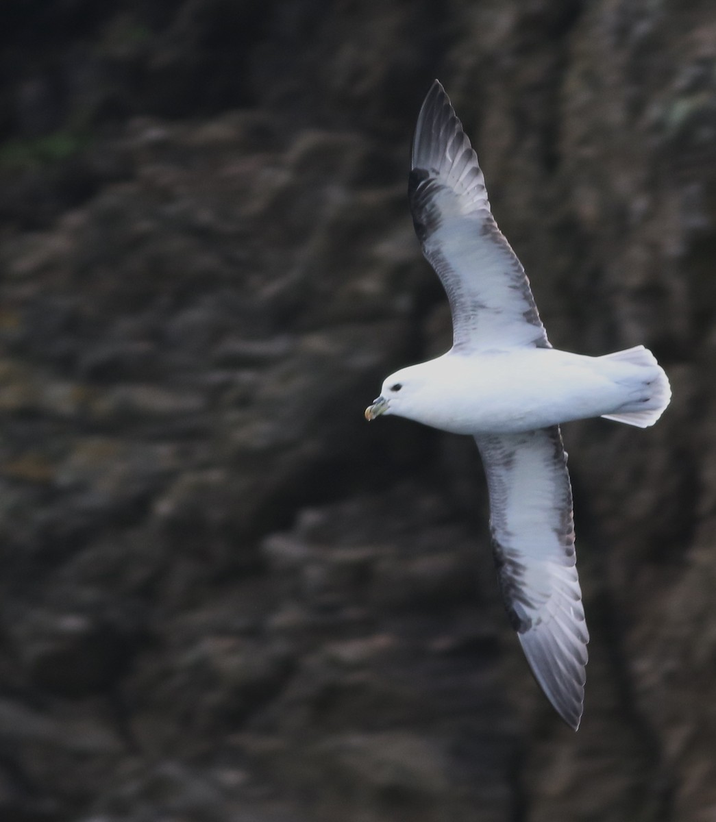 Northern Fulmar - ML645588379