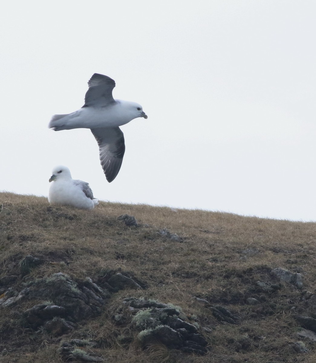 Northern Fulmar - ML645588380