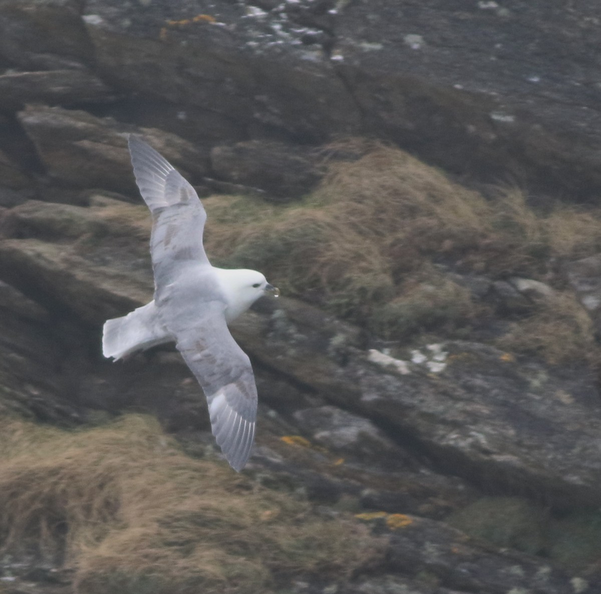 Northern Fulmar - ML645588381