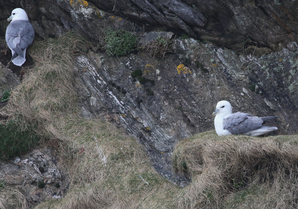 Northern Fulmar - ML645588382