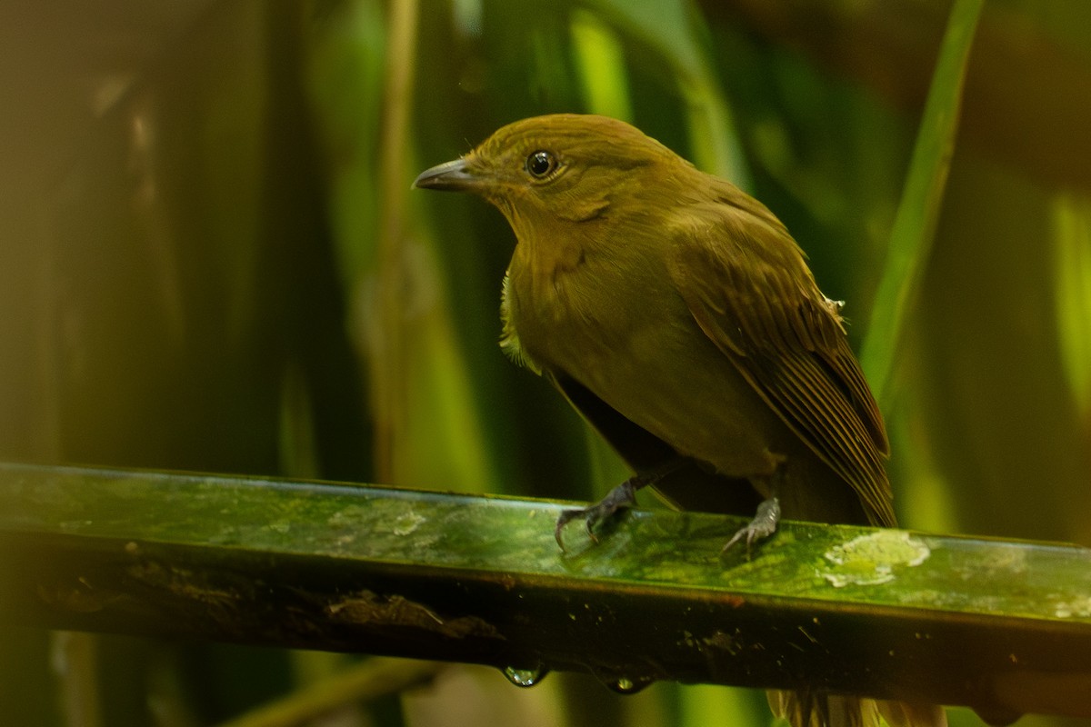 Brown-winged Schiffornis - ML645588383