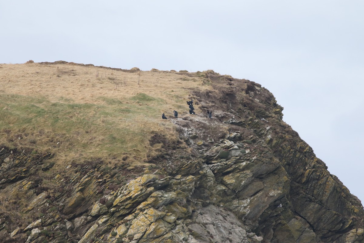 Great Cormorant - ML645588384