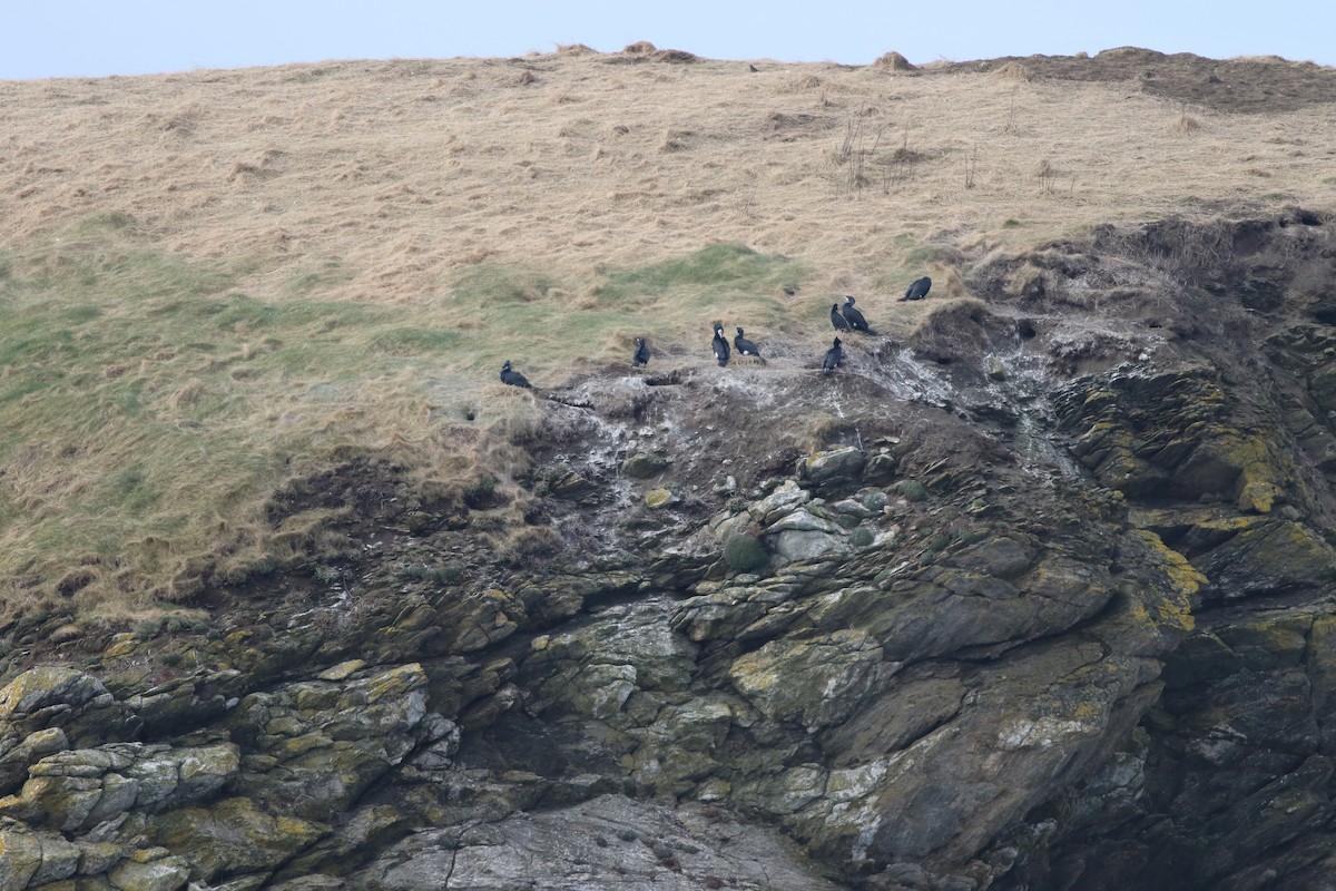 storskarv - ML645588385