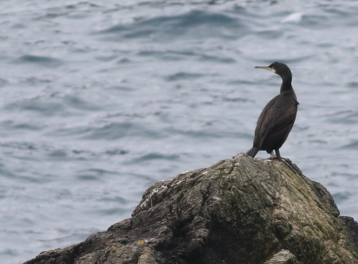 European Shag - ML645588386