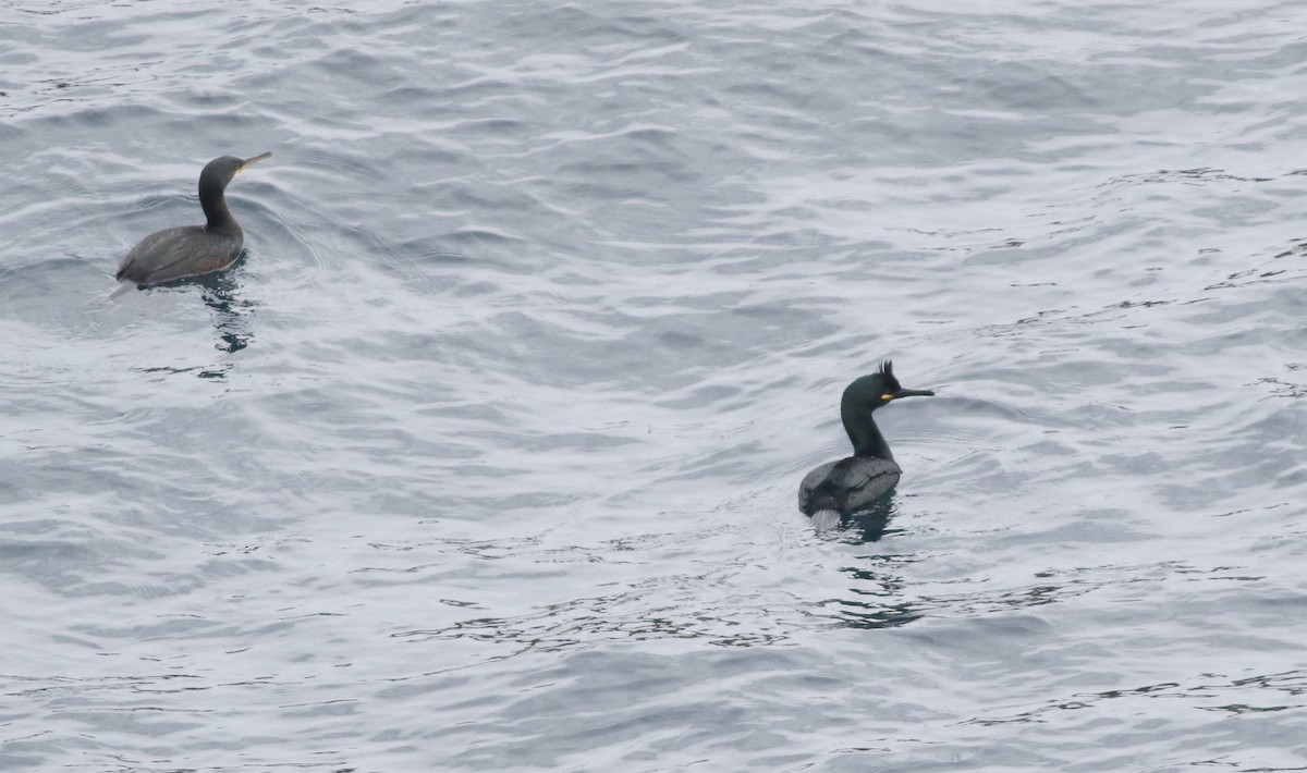 European Shag - ML645588387