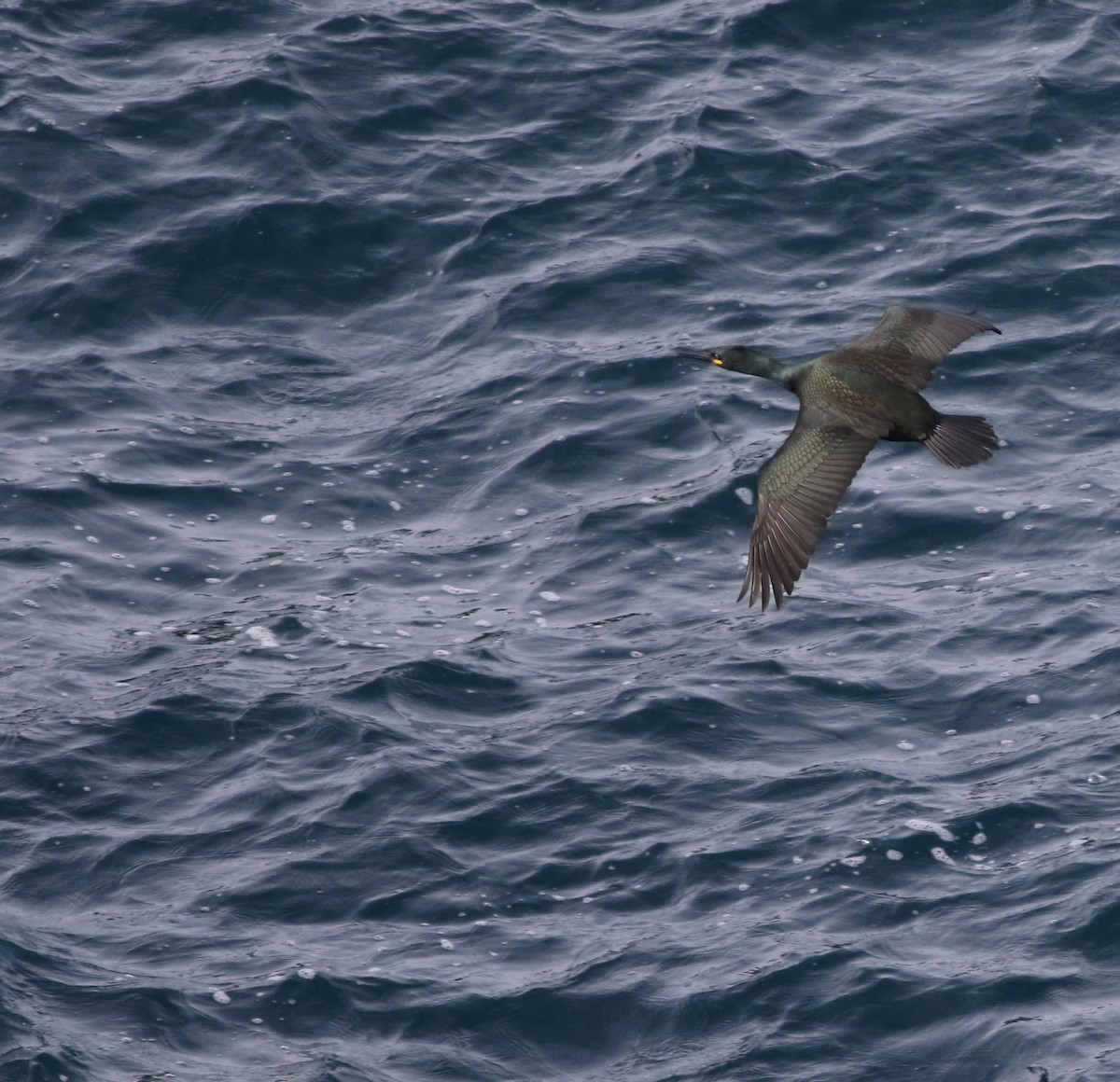 European Shag - ML645588388