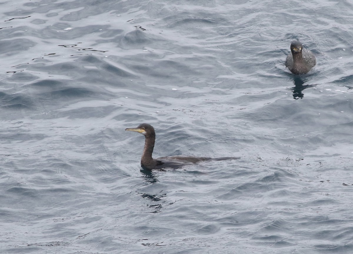 European Shag - ML645588389