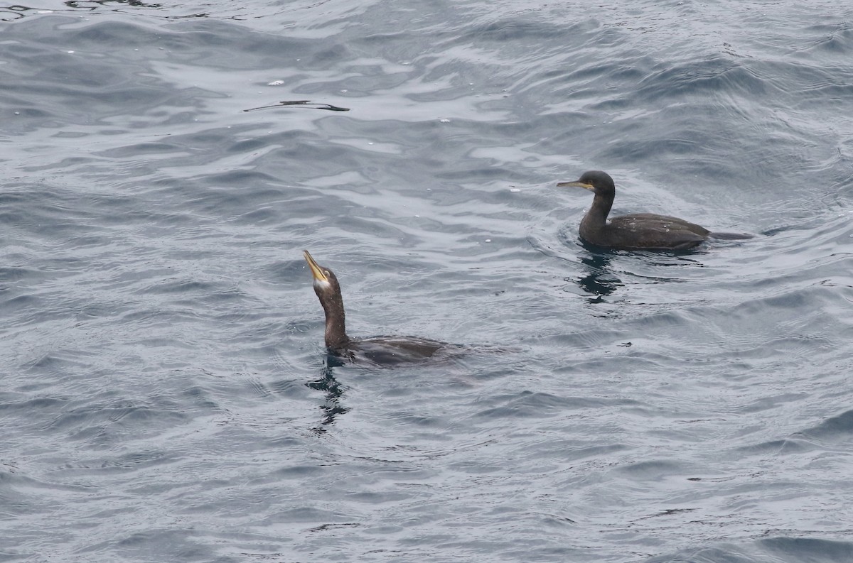 European Shag - ML645588390