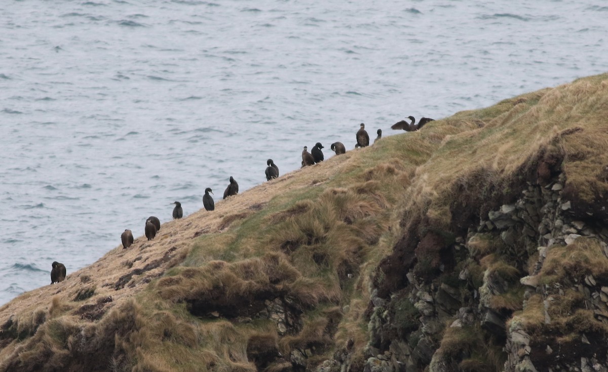 European Shag - ML645588391