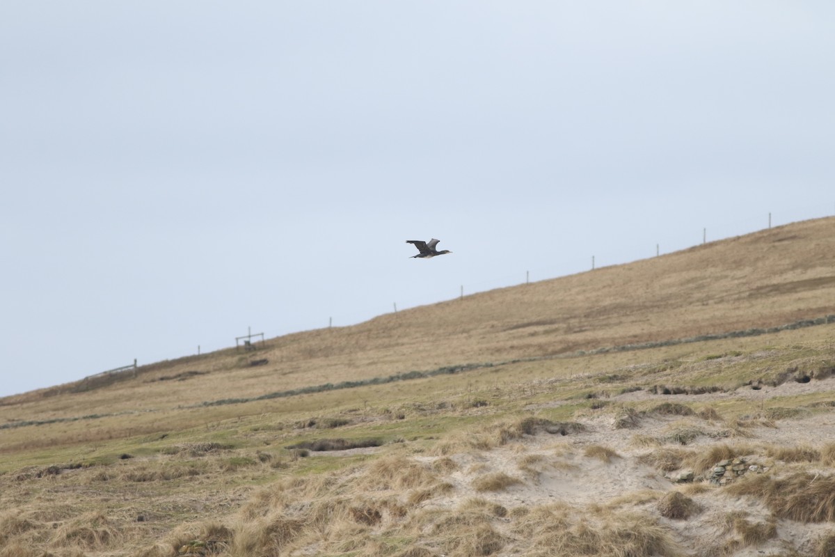 European Shag - ML645588392