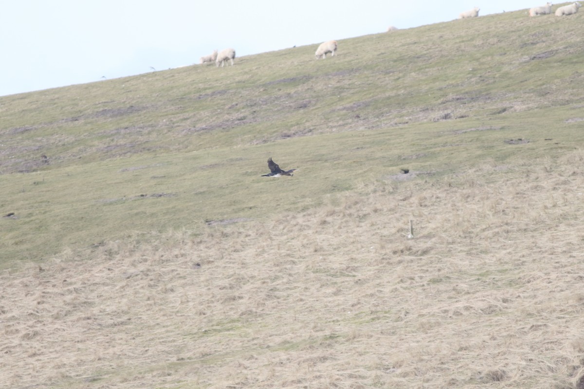 European Shag - ML645588393