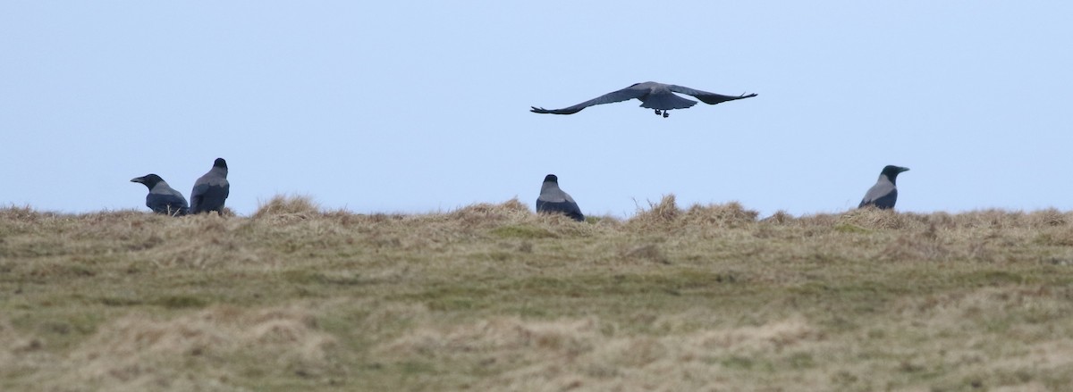 Hooded Crow - ML645588394