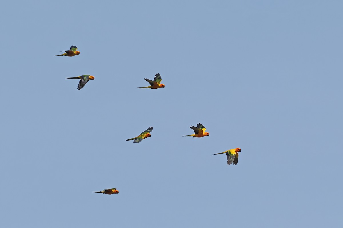 Sun Parakeet - ML645588395