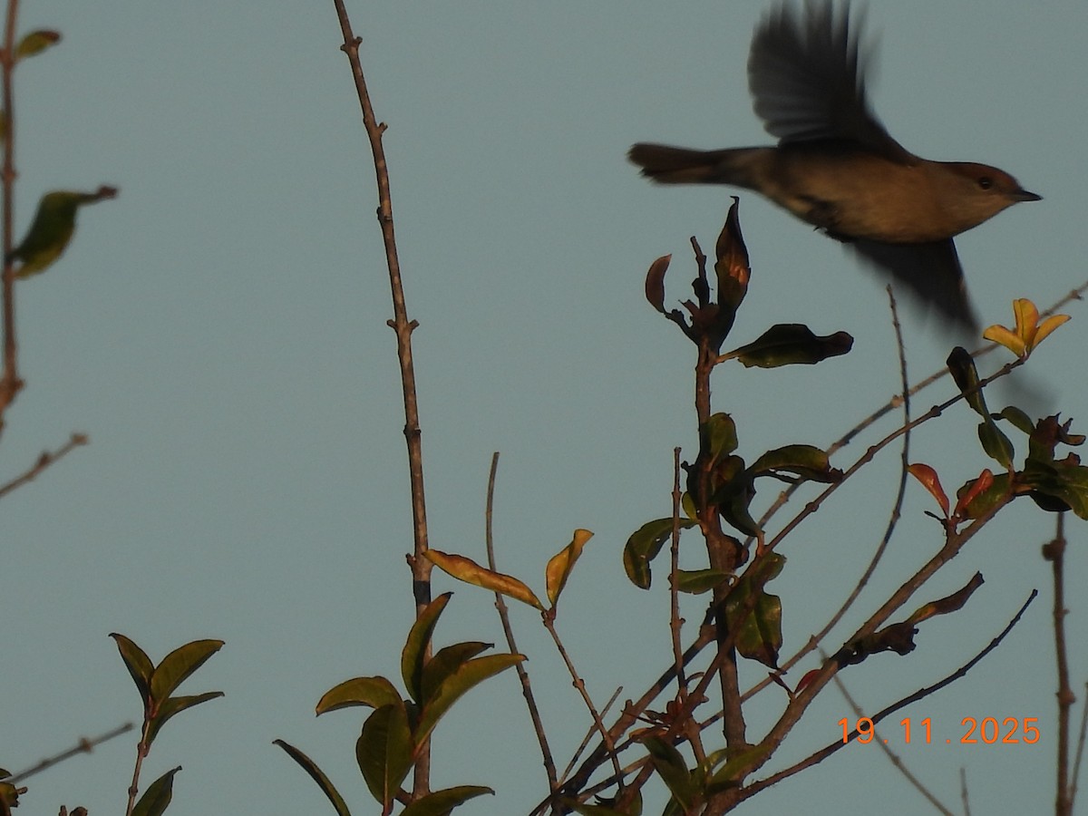Eurasian Blackcap - ML645588396