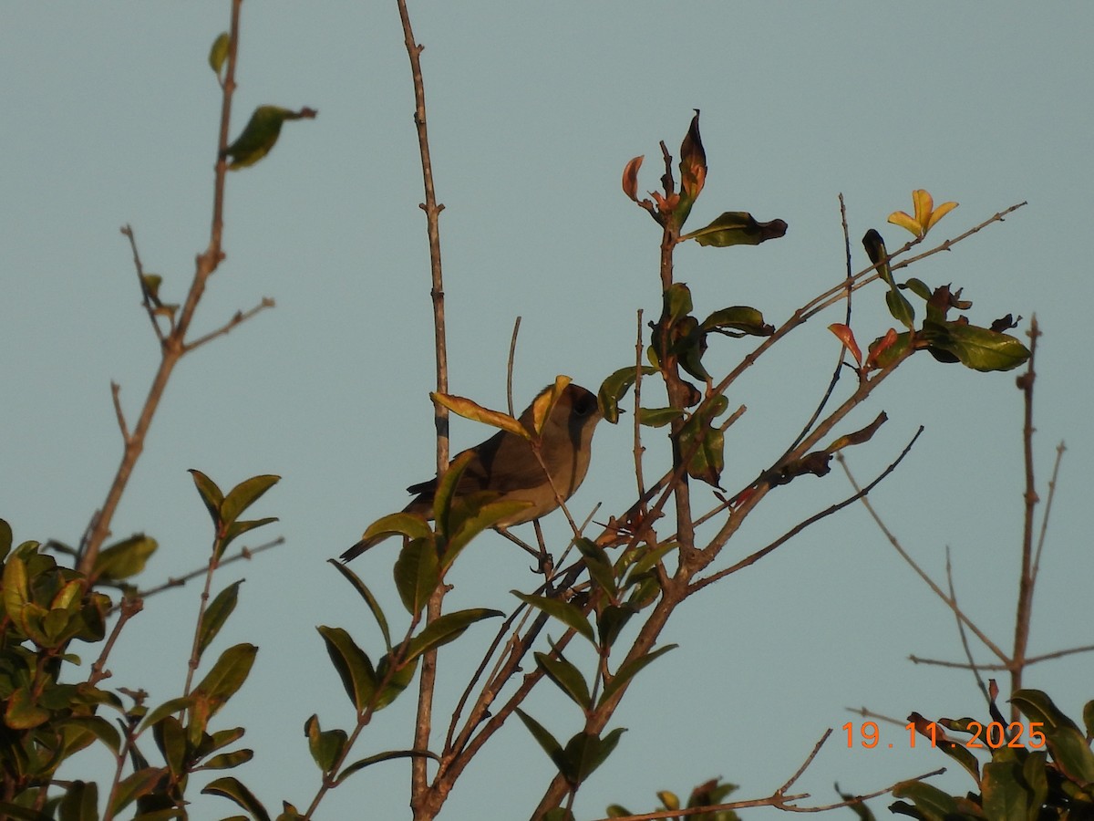Eurasian Blackcap - ML645588397