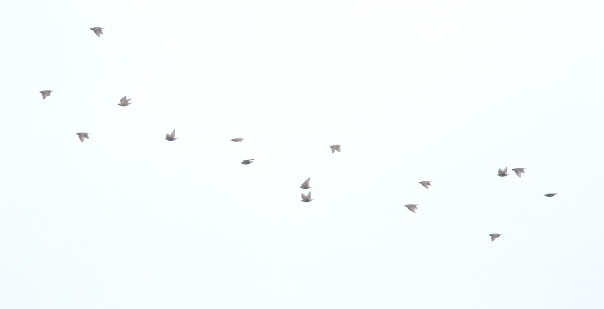 European Starling - ML645588398