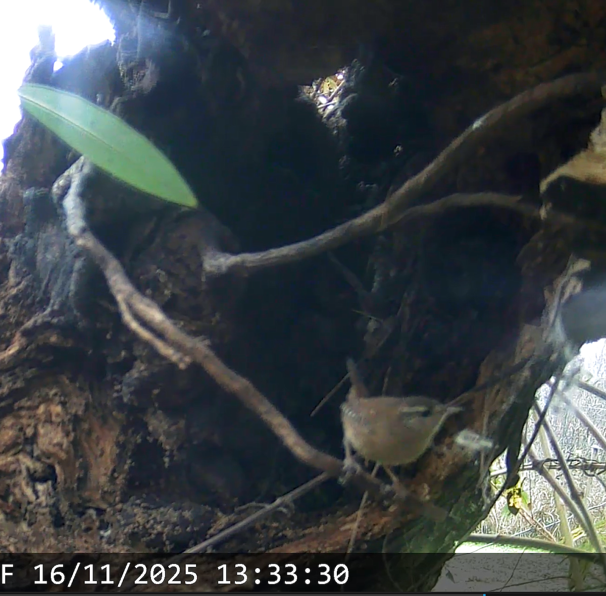 Eurasian Wren - ML645588402